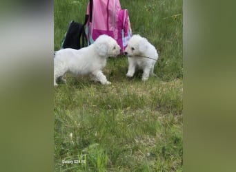 Spanische Wasserhund Welpen reinrassig