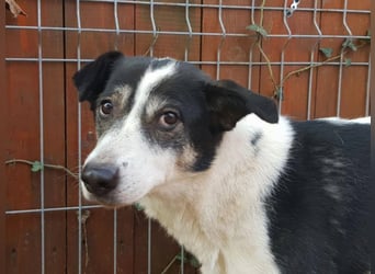 MILA ist mit Abstand das ärmste Hundemädchen, das wir kennengelernt haben