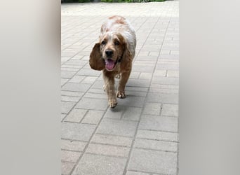 Toller Philipp sucht seine Familie!