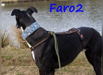 Faro2 05/2022 (in Deutschland) - verspielter und lieber, bezaubernder Galgo!