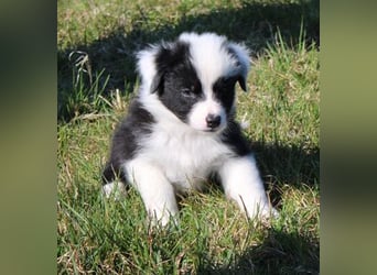 Australian Shepherd Welpe (reinrassig)