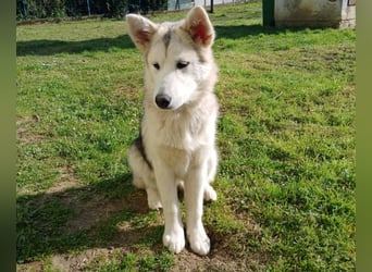 Sina, aufgeschlossene Malamute Mischlingshündin sucht neuen Wirkungskreis