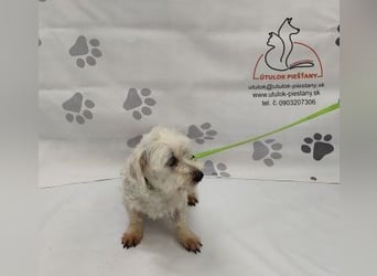 NALA - die lustige und liebe kleine Maus möchte so gerne ein glückliches Familienmitglied sein...