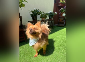 Tobi2 SR – unkomplizierter Sonnenschein sucht neues Glück