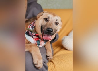 Hundemädchen Mila sucht Familie
