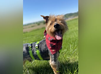 Coco, sucht seine Menschen