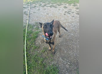 Salva, perfekter Malinois der einfach nur gefallen will