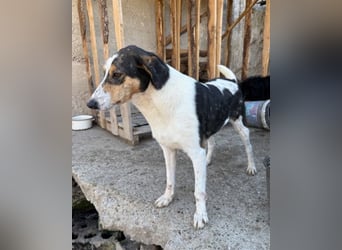 Dino ❤️ aufgeweckter, lieber Traumhund