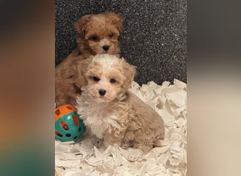Maltipoo/mini Doodle Welpen