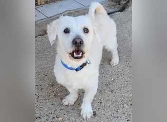 Teddy ❤️ lieb, aktiv - Malteser-Mix Rüde