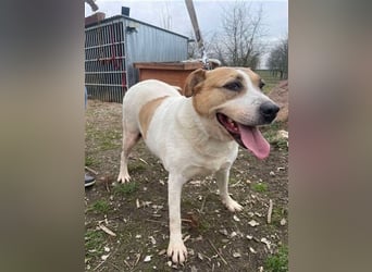 Lilly – abenteuerlustiger Sonnenschein sucht ihre Herzensmenschen