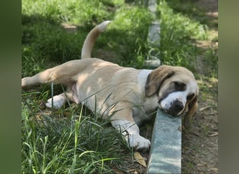 Mittelasiatischer Schäferhund mit stammbaum