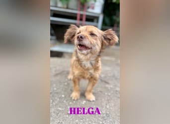 Helga - kleine Maus