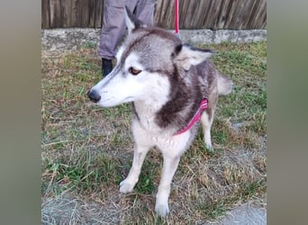 Saphira - liebe, menschenbezogene, aktive Sibirian-Husky-Mix Hündin / z.Zt. noch in Rumänien