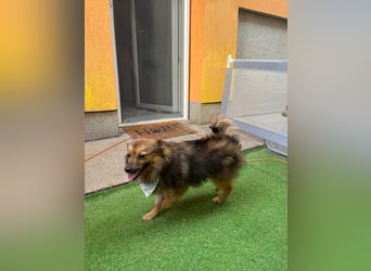Lilo SR – Verspielte Spitzdame sucht liebevolles Zuhause