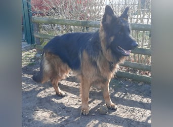 Langstockhaar Schäferhund  Rüde