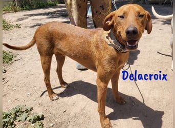Delacroix 11/2022 (ESP) - verspielter, liebevoller und sportlicher Jagdhund-Mix Junghund!
