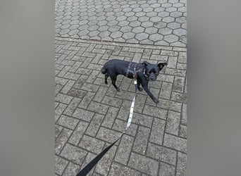 Onix, geboren 31.01.2025, 31cm sucht sein für immer Zuhause