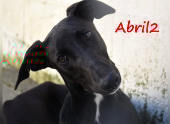 Abril2 10/2024 (ESP) - liebe und aufgeschlossene, junge Galga!