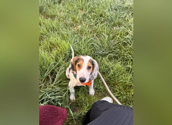 Beagle Mischlingswelpe GEORGY (Dezember 2024) sucht eine eigene Familie