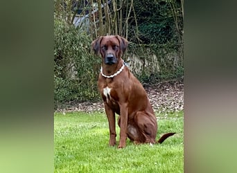 Rhodesian Ridgeback Dark Wheaten