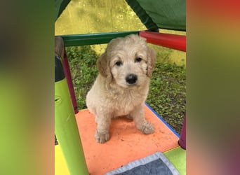 Goldendoodle mini Medium Doodle Abgabe an Pfingsten