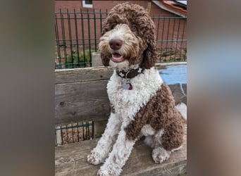 Welpen Labradoodle F1 Braun Groß Könispudel x Labrador