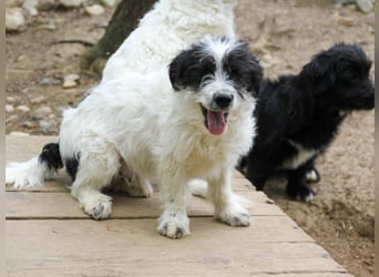 Herziger KELVIN sucht Kuschelpartner fürs Leben