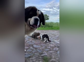 Gestatten Schröder mein Name