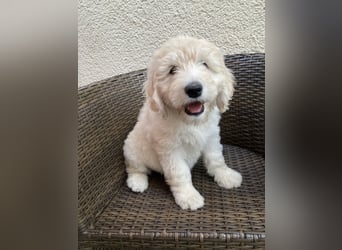 Abgabebereite Goldendoodle & Labradoodle Labrador+Golden+Retriever+Pudel Welpen