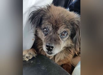 ⭐️GIPSY⭐️, Hündin, 8 Jahre, 28 cm, Mischling, Tierschutz