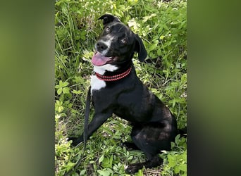 Fröhlicher Jungspund Agat❤️sucht aktives Zuhause