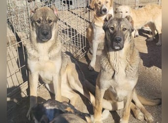 LOTTIE❤️HSH-Mix-Hündin: eine wahre Frohnatur und treue Begleiterin
