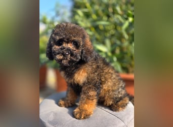 Cavapoo welpen