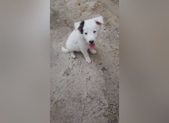 Kleine Mila sucht liebevolles Zuhause