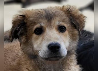 Fiete ❤️ verschmuster, offener Hundejunge