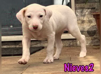 Nieves2 02/2025 (ESP) - kontaktfreudige, süße Podenco-Bodeguero Mix Welpin!