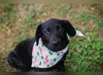 Susi: Hundekind sucht ein Zuhause