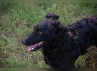 Chip 2277422: Sucht ein Zuhause
