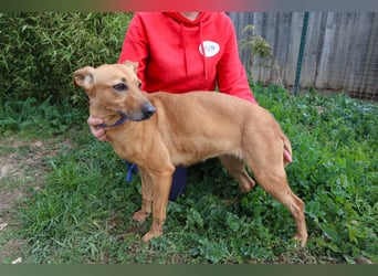 Terry, Mix Pinscher / Podengo, lieb und sozial