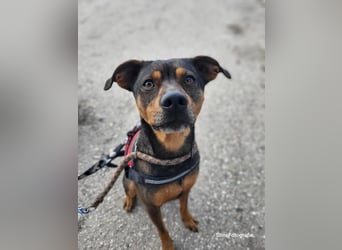 Fido SI – Ein aktiver Hund auf der Suche nach einem erfahrenen Zuhause
