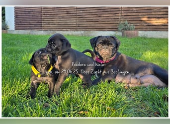 Mops Welpen