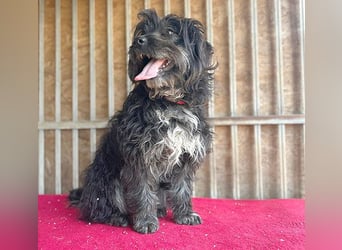 (R) ❤️ charmante MIRA - 2 Jahre, 42cm - Puli-Schnauzer-Mix ❤️