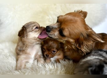 Supersüßes Mini Chihuahua Mädchen