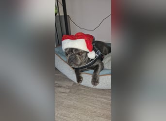 Französische Bulldogge Welpen