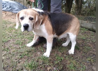 Pixi, Beagle