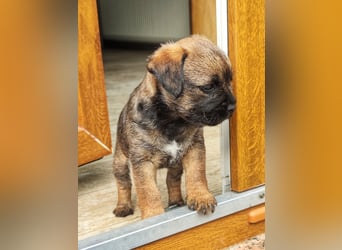 1 süße Border Terrier Hündin sucht ein liebevolles Zuhause