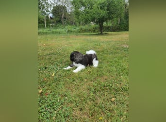 Amerikanische Akita