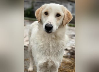 Nami, geb. ca. 12/2019, lebt in GRIECHENLAND, im städt. Tierheim Serres
