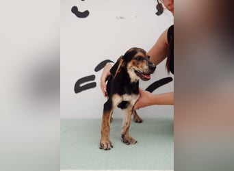 Jagdhund Mix Celine